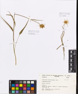 Phyteuma scheuchzeri All.