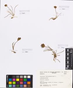 Phyteuma hemisphaericum L.