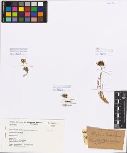 Phyteuma hemisphaericum L.