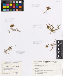 Phyteuma hemisphaericum L.