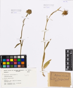 Phyteuma orbiculare L.
