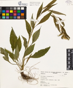 Solidago virgaurea L.