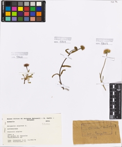 Erigeron alpinus L.
