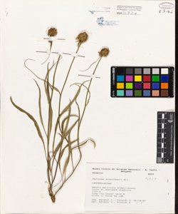 Phyteuma scheuchzeri All.