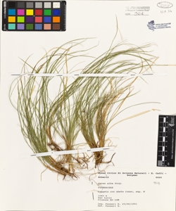 Carex alba Scop.