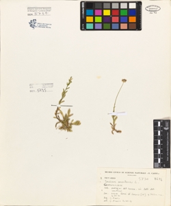 Jasione montana L.