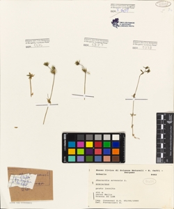 Sherardia arvensis L.