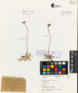 Hieracium auricula Lam.