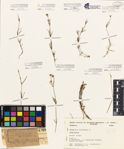 Asperula aristata L. fil.