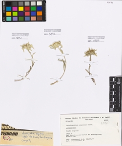 Leontopodium alpinum Cass.