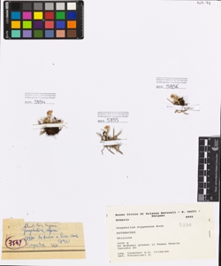 Gnaphalium hoppeanum Koch
