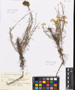 Helicrhysum italicum (Roth) Don subsp. italicum