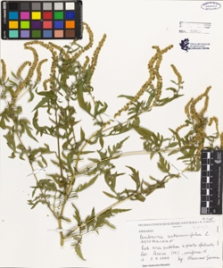 Ambrosia artemisiifolia L.