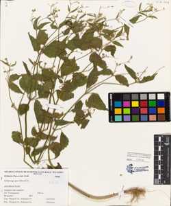 Galinsoga parviflora Cav.