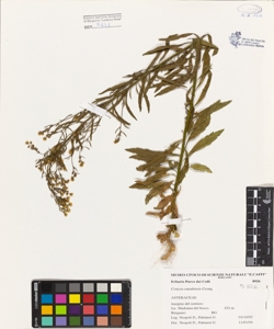 Conyza canadensis (L.) Cronq.