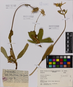 Arnica montana L.