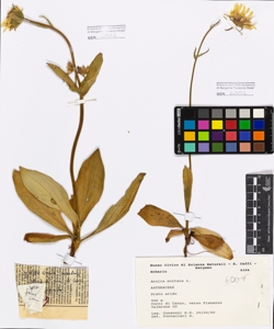 Arnica montana L.