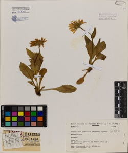 Doronicum glaciale (Wulfen) Nyman