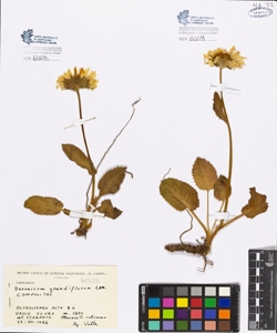 Doronicum grandiflorum Lam.