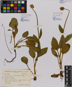 Doronicum grandiflorum Lam.
