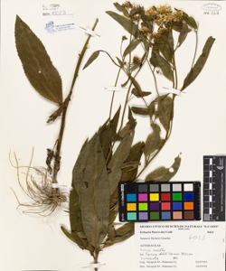 Senecio fuchsii Gmelin