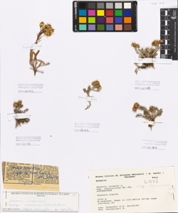 Senecio incanus L. subsp. carniolicus Br.-Bl.