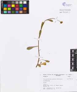 Leucanthemum praecox Horvatic