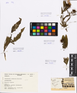 Centaurea rhaetica Moritzi