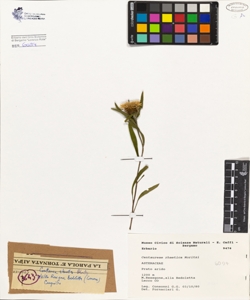 Centaurea rhaetica Moritzi