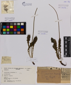 Leontodon hispidus L.