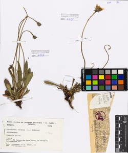Leontodon incanus (L.) Schrank