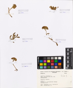 Senecio incanus L. subsp. carniolicus Br.-Bl.