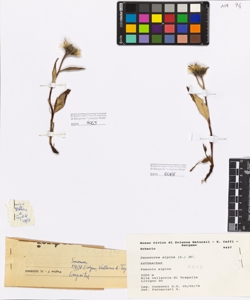 Saussurea alpina (L.) DC.