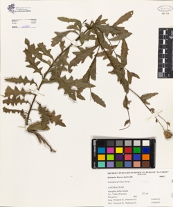 Cirsium arvense (L.) Scop.