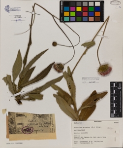 Cirsium arvense (L.) Scop.
