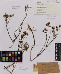 Crepis foetida L.
