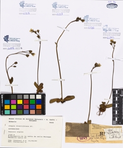 Crepis froelichiana DC.