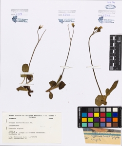 Crepis froelichiana DC.