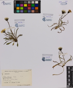 Crepis kerneri Rech.fil.