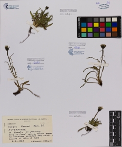 Crepis kerneri Rech.fil.