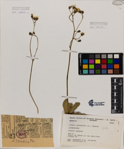Crepis praemorsa (L.) Tausch