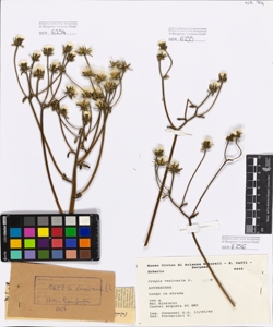 Crepis vesicaria L.