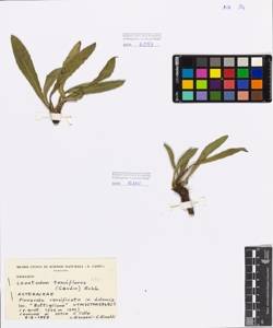 Leontodon tenuiflorus (Gaudin) Rchb.