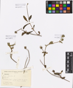 Picris echioides L.