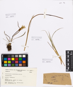 Scorzonera austriaca Willd.