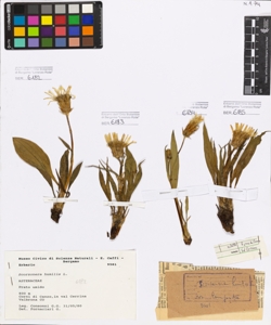 Scorzonera humilis L.