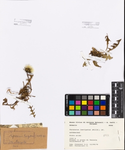 Taraxacum laevigatum (Willd.) DC.