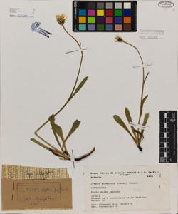 Crepis alpestris (Jacq.) Tausch