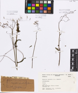 Mycelis muralis (L.) Dumort.