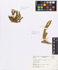 Huperzia selago (L.) Bernh.
